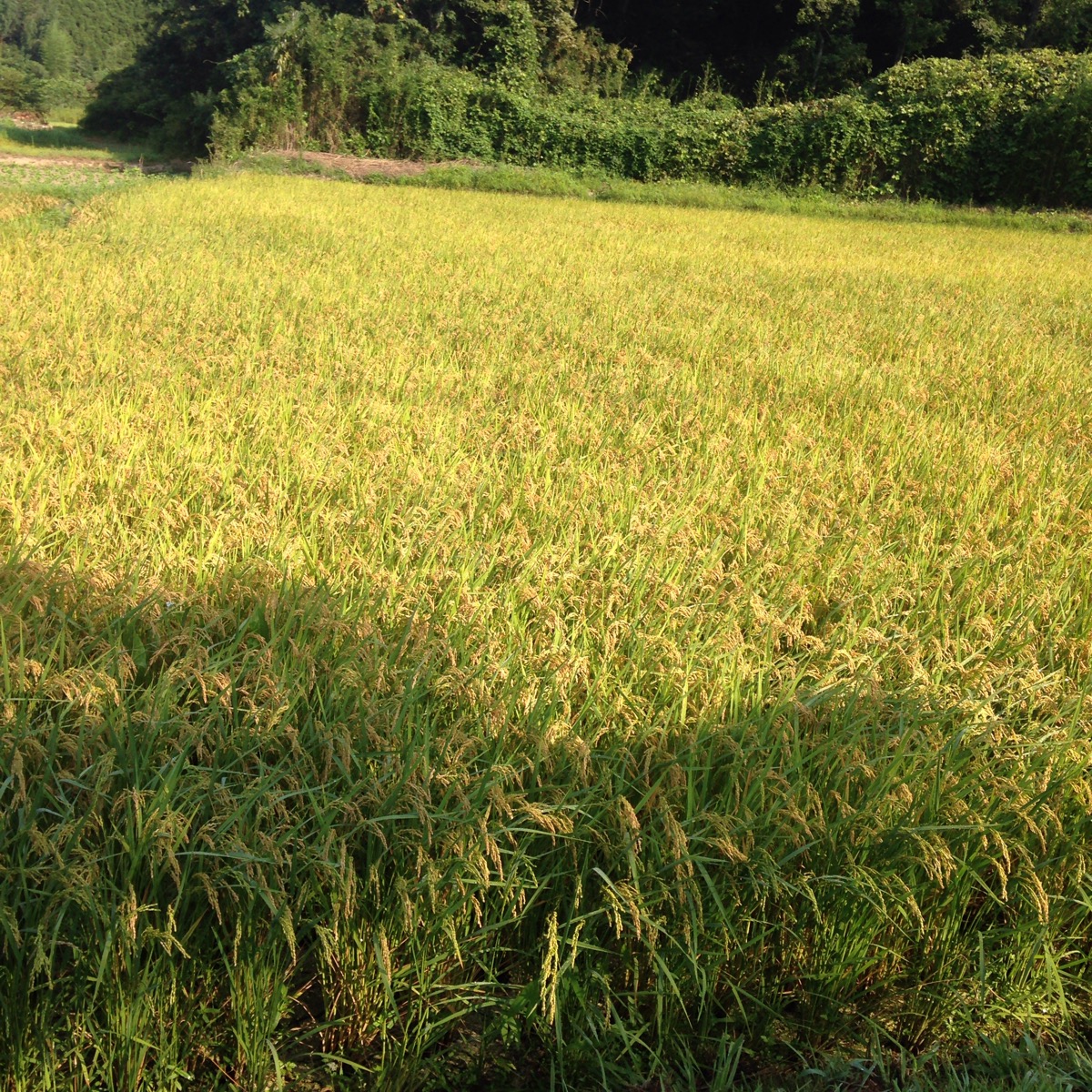 千葉は関東一の早場米の産地。たわわに実った稲穂が黄金色に、もうすぐ稲刈りが始まります。